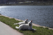 Keona & Coralie an der Mosel